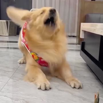 dogs enjoy funny time video 2025 skc.com 32