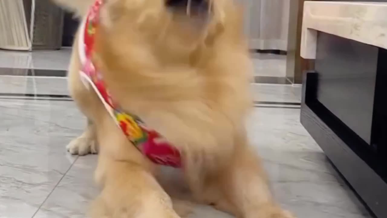 dogs enjoy funny time video 2025 skc.com 32