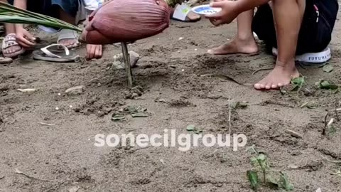 chicken toy