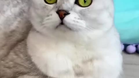 How to trick a cat funny video of 🐈😂