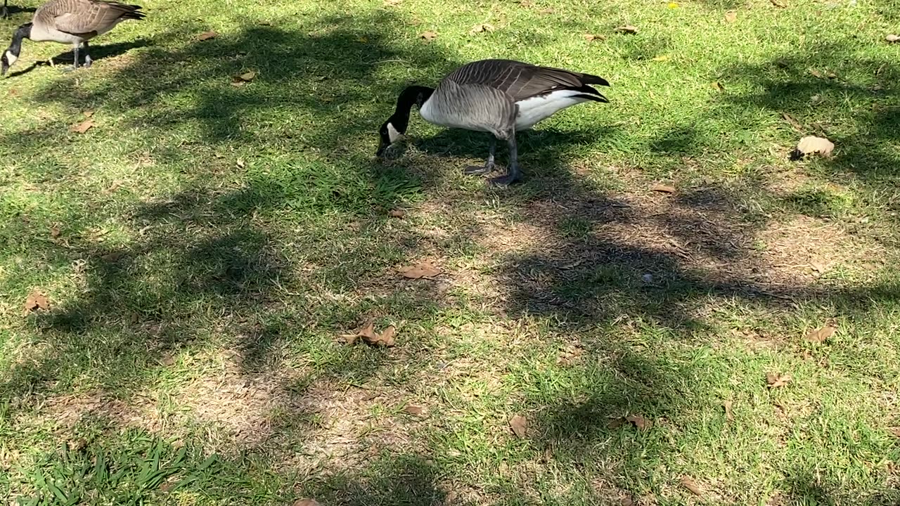 I’ve recorded the Canada Goose 🪿 today on December 4 2025 3 final video for Today