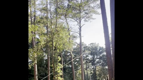 My way of cutting down a big pine tree