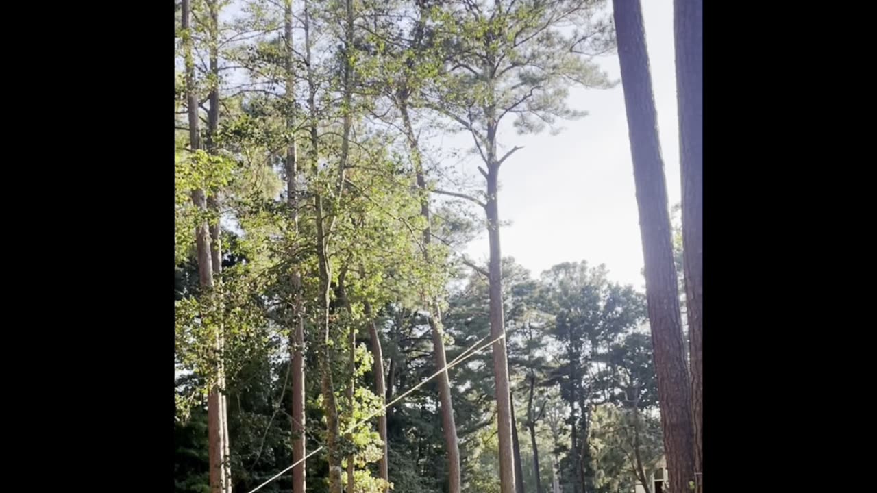My way of cutting down a big pine tree