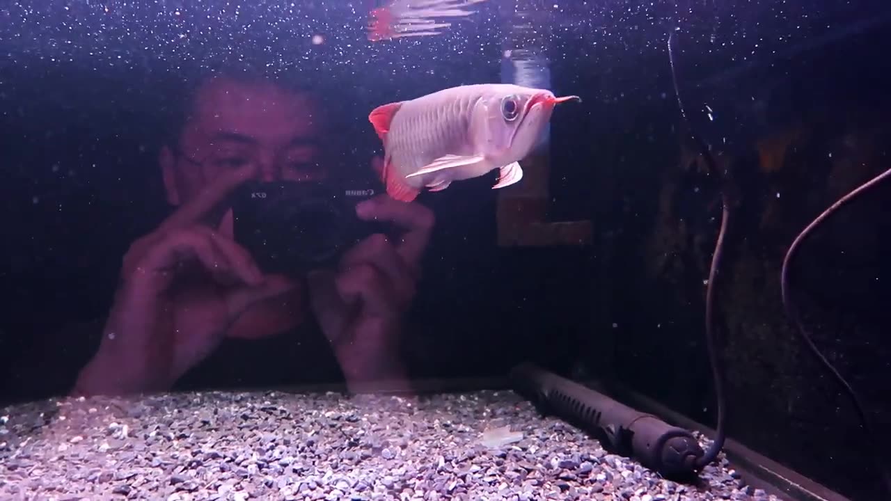 【龍爵士】特 印尼紅 26公分