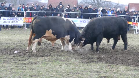 Jelenko od Bokija vs Tarzo od Tabaka Vitez 2025