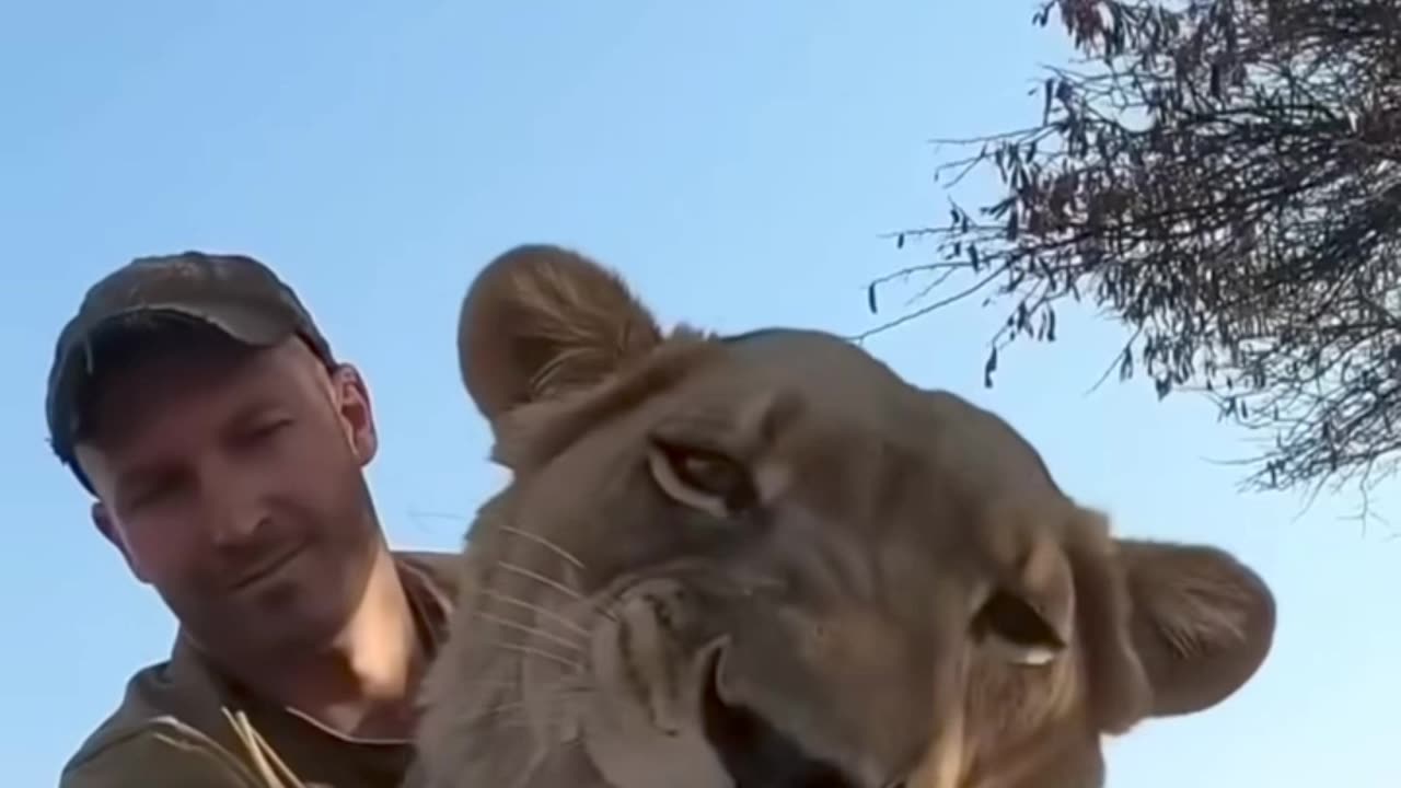 The forest ranger adopted an orphaned lion cub and then this happened 🥰😥