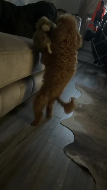 Poodle Moondances Off Couch