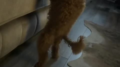 Poodle Moondances Off Couch