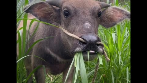 buffalo calf standing in a rural or farm