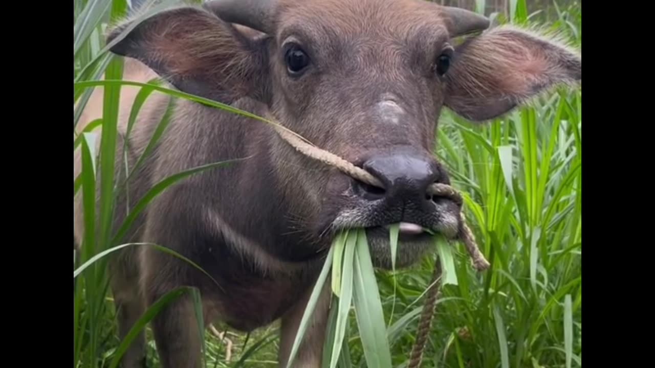 buffalo calf standing in a rural or farm