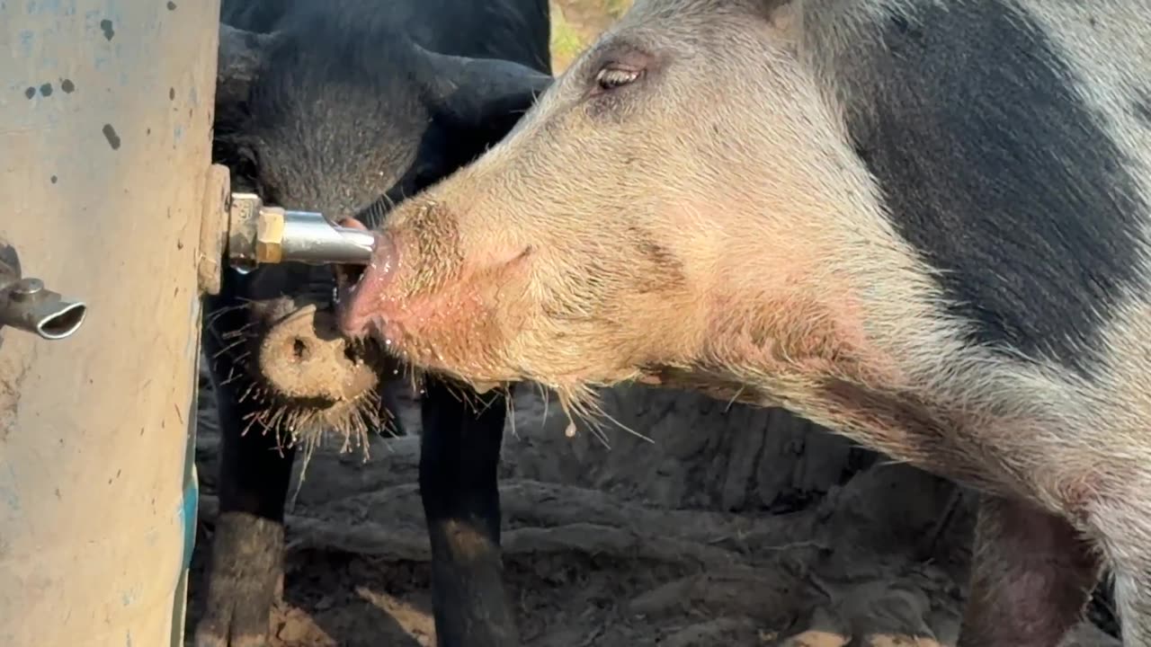 Clever Pig vs. Automatic Waterer! 🐽