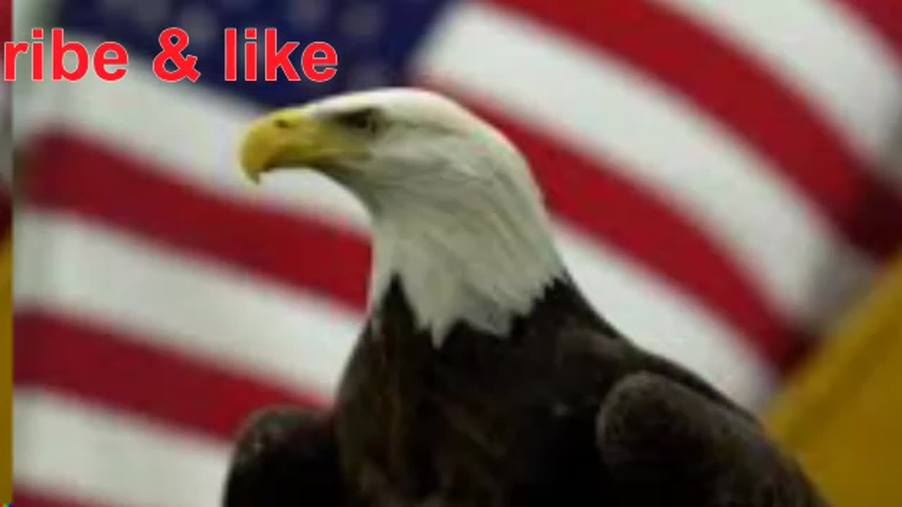 "Bald Eagle Officially Declared US National Bird After 250 Years"