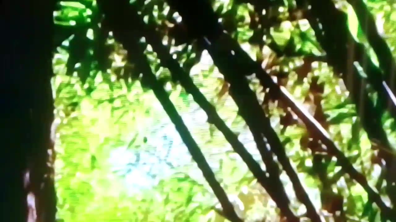 DANGEROUS Venomous Snakes in the world! Watch out!! Full Documentary