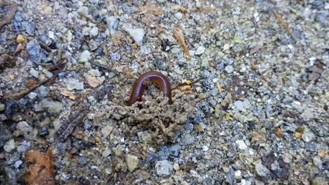Earth Worm
