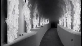 Texas - Black Eyed Boy (2)