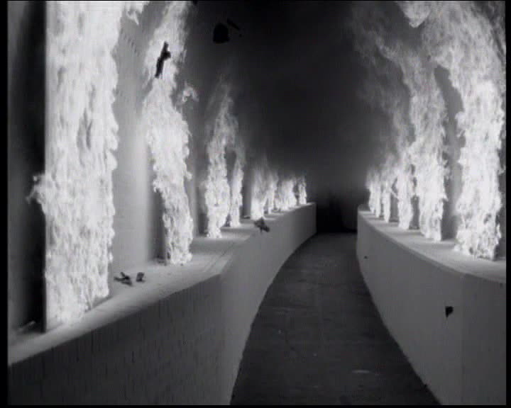 Texas - Black Eyed Boy (2)