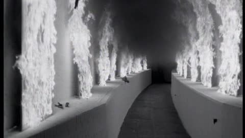 Texas - Black Eyed Boy (2)