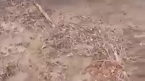 animals