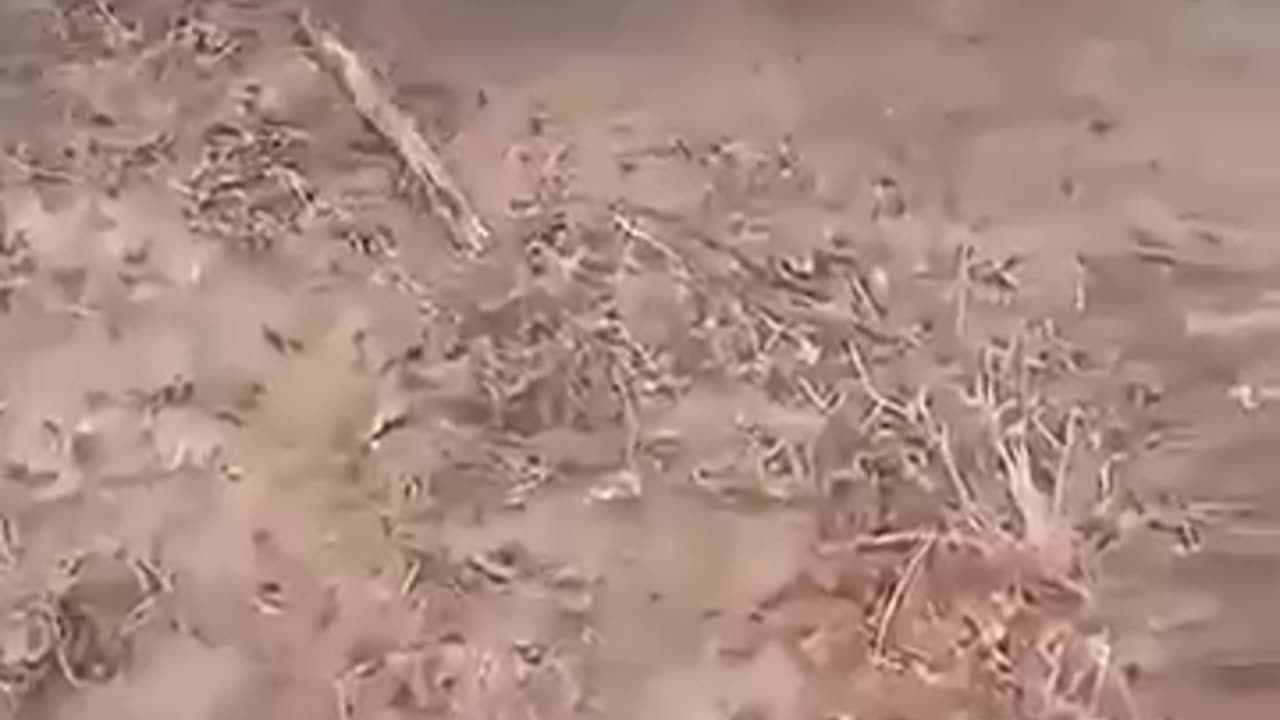 animals