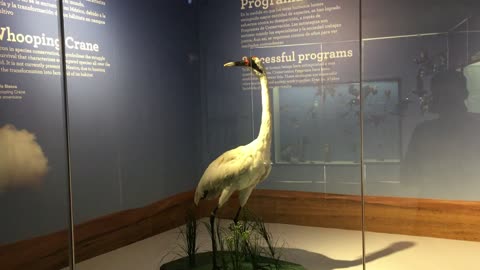 Centro Museum of Mexican Birds 2 (Saltillo, Coahuila, Mexico)