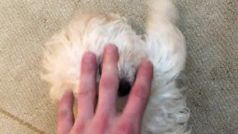😍🐶 This is the CUTEST Thing You'll See Today! | FunFM
			