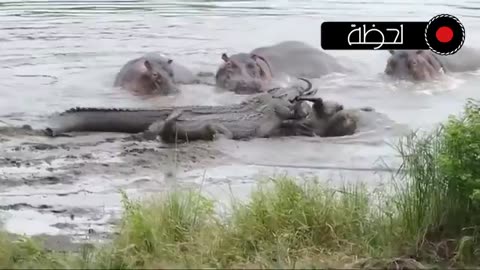 animals