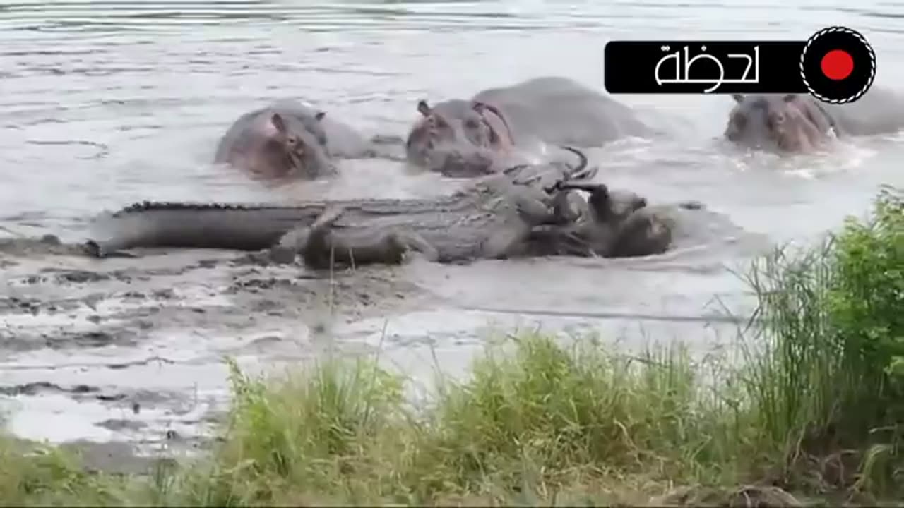 animals