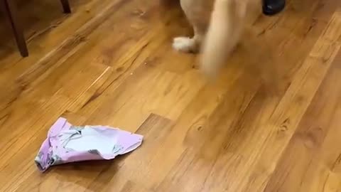 Golden Retriever Opens Present