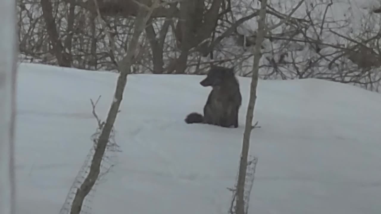 Couple of Coyotes in O-H-I-O