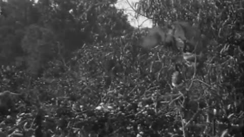 [Wild Animals and Birds] - [Wild Animals and Birds] - fc-fc-213