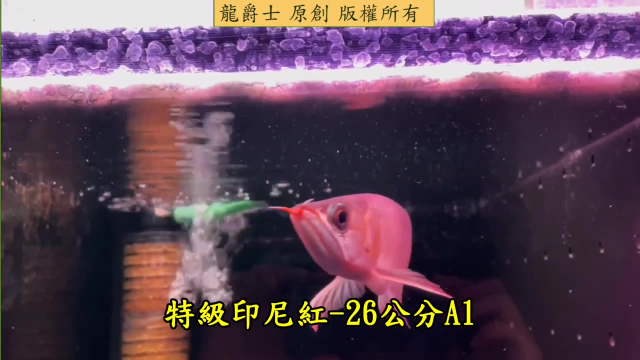 【龍爵士】特級印尼紅-26公分