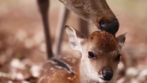 A Mother Deer is Eagerly Grooming Her Child