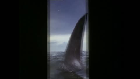 Jaws 3-D Trailer