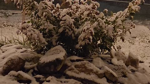 Snow on a Hybrid Tea Rose