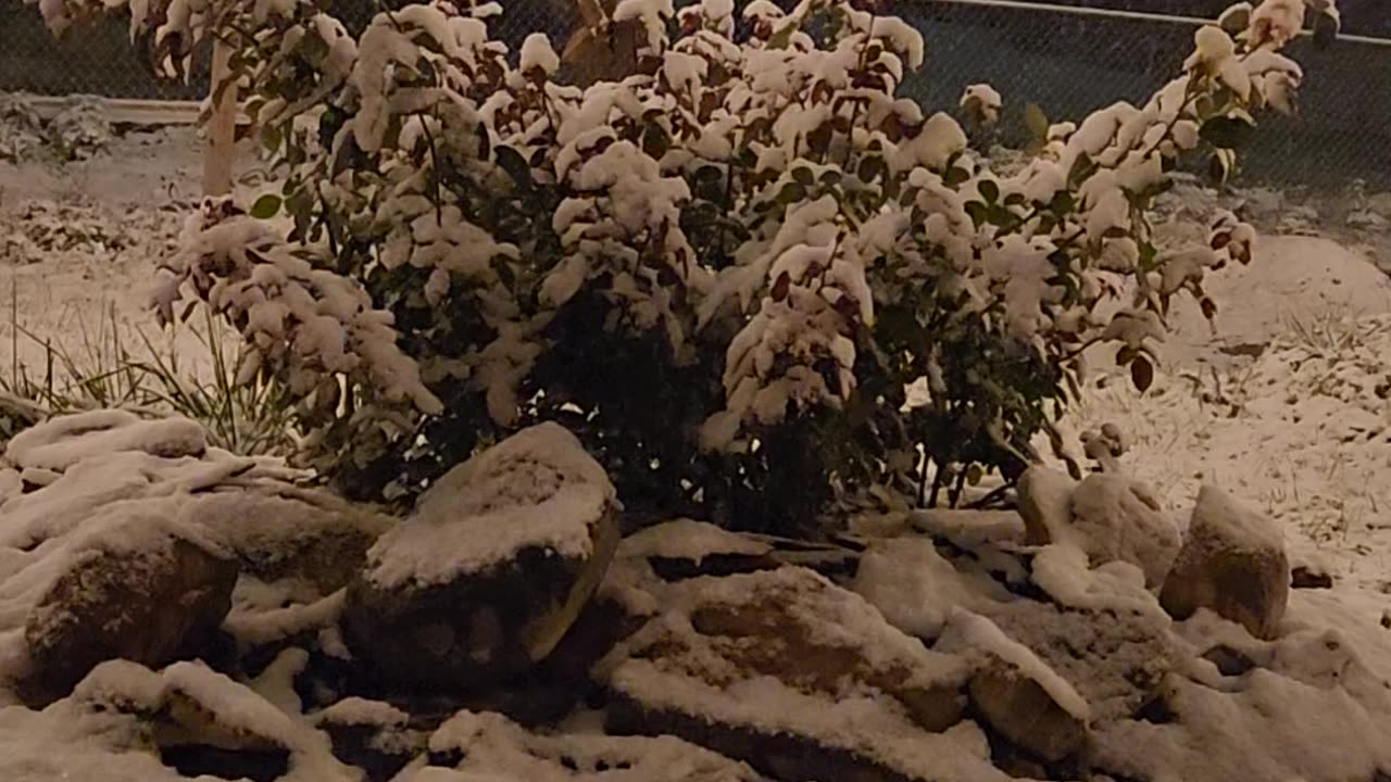 Snow on a Hybrid Tea Rose