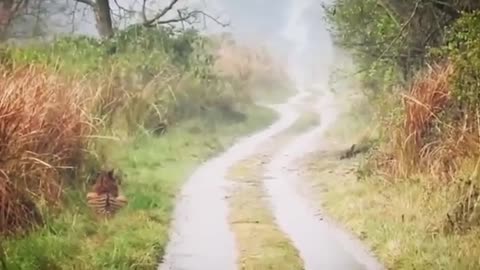 🤯🐯 You Won't Believe This Tiger's Kind Gesture! | FeedMyCuriosity
