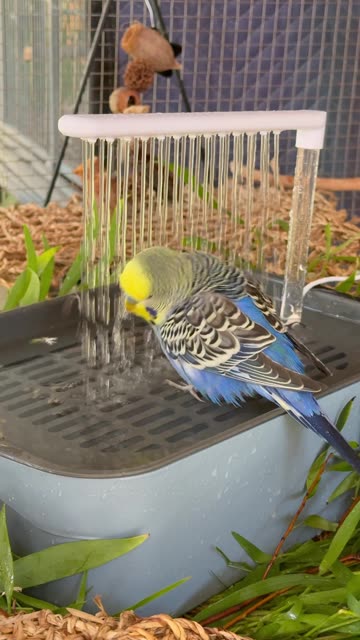 Happy Budgie Enjoys Gentle Bird Shower
