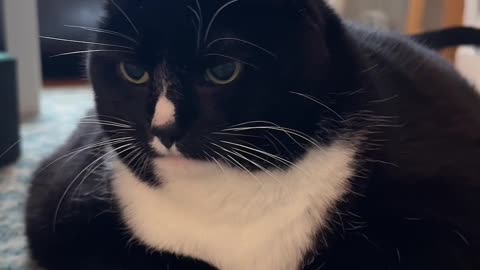 Telling Cat a Corny Joke About Fancy Feasts