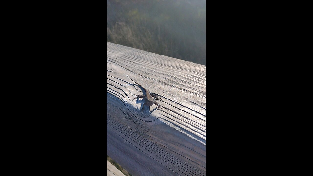 A friendly brown anole