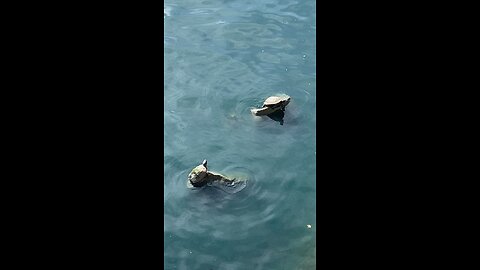 Red-Eared Slider Turtles 🐢 #redearedslider #followme #shorts #viral #trending #turtles #turle