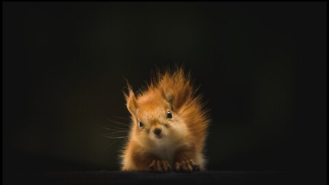 Paws, Claws & Belly Laughs! 10 Minutes of Pure Animal Comedy Gold 🦜🐰