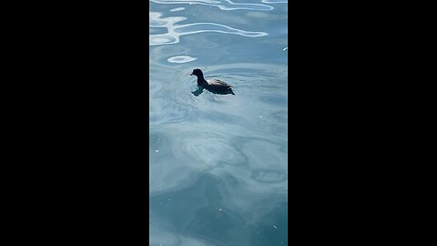 Coots #coot #coots #followme #shorts #viral #trending #swimming