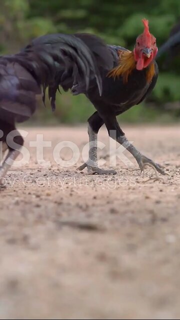 Have you ever wondered why chickens walk funny?