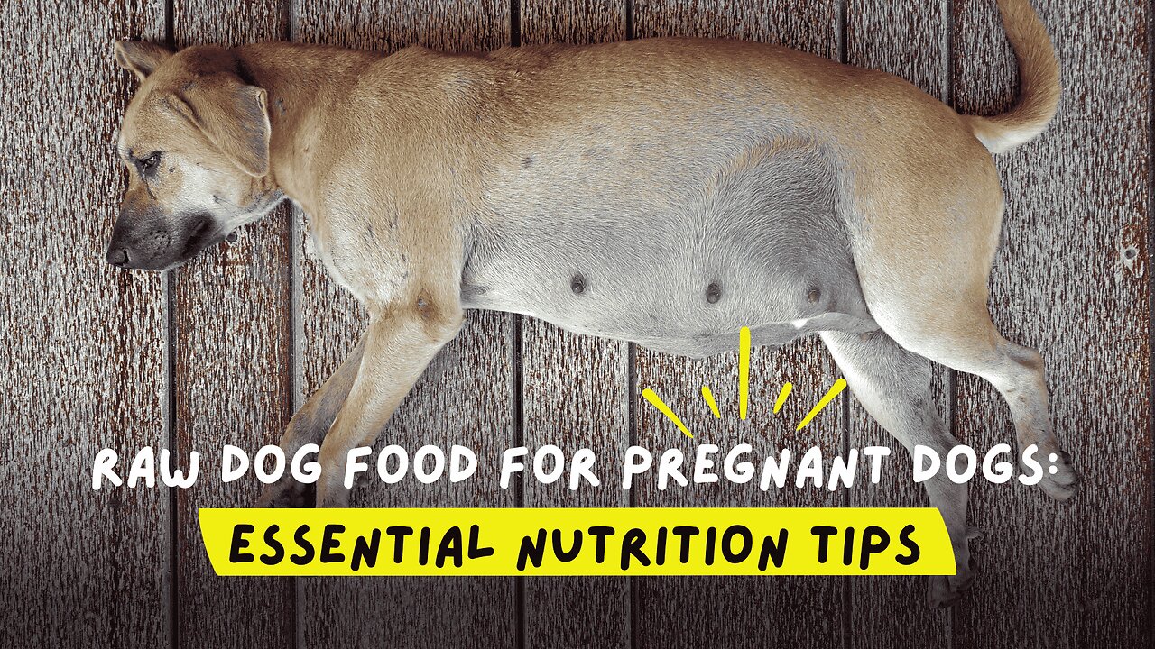 Raw Dog Food for Pregnant Dogs: Essential Nutrition Tips!