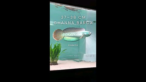 Channa Barca at 37–38 cm. Size speaks louder than words. #channabarca #channa #reels #trending