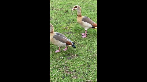 Two Egyptian Goose 🪿 #egyptiangoose #followme #shorts #viral #trending