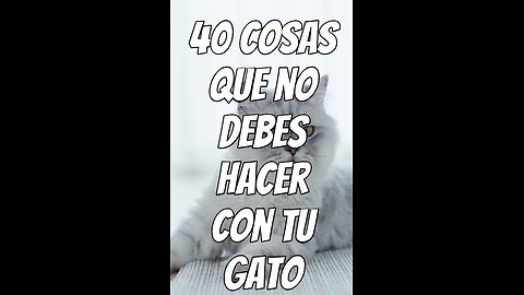 40-cosas-que-no-debes-hacer-con-tu-gato