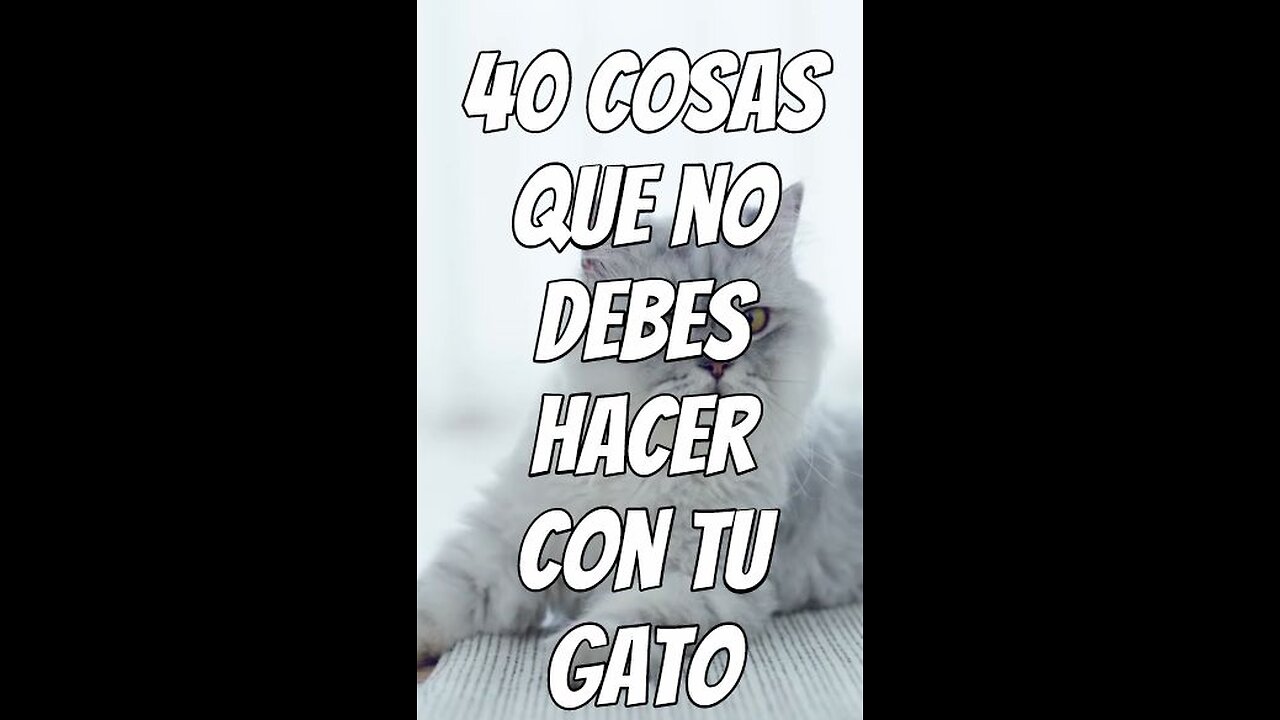 40-cosas-que-no-debes-hacer-con-tu-gato