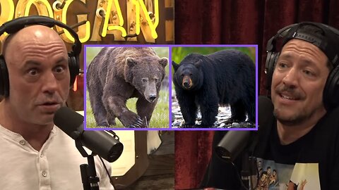 Joe Rogan & Sal Vulcano: 'Brown Bear vs Black Bear- Which is More Likely to Attack Humans?'