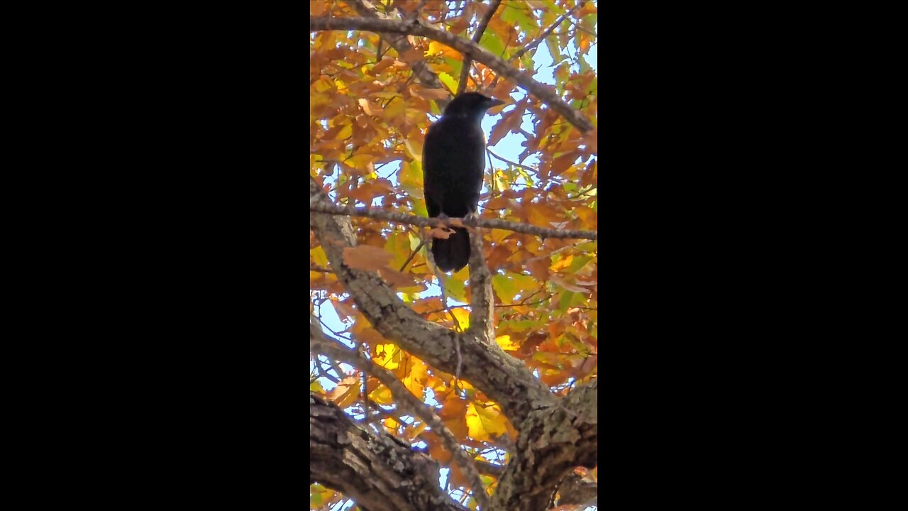 Crow Hanging Out On Watch